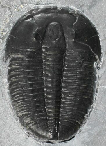 Aesthetic, Double Elrathia Trilobite Plate - Utah #53766